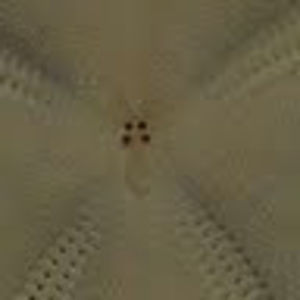 Meet your Posher, Marionne